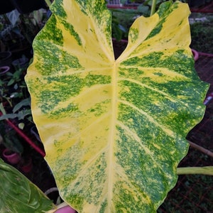 Alocasia New Guinea gold Starter Plant (ALL STARTER PLANTS require you to purchase 2 plants!)