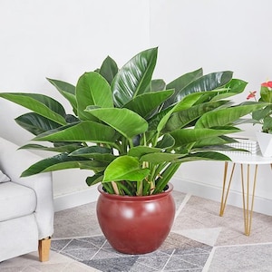 Philodendron Green Diamond Starter Plant (ALL STARTER PLANTS Require You to  Purchase 2 Plants!) - Etsy