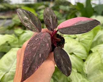 Homalomena Black Velvet Starter Plant (ALL STARTER PLANTS Require