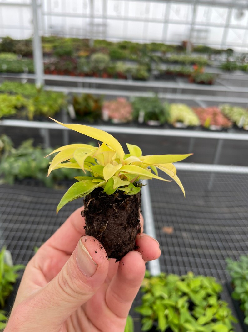 Philodendron Red Sun Starter Plant ALL STARTER PLANTS Require Etsy