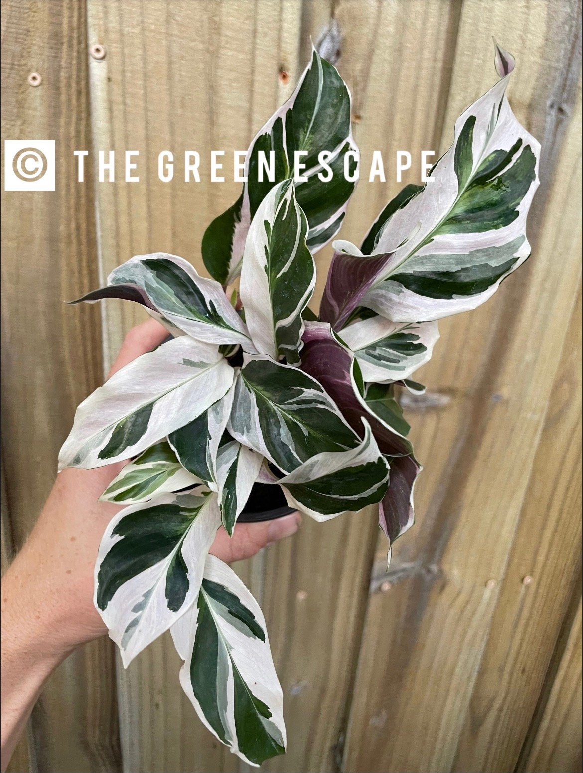 a dracaena Dracaena 'White Bird' main image 0