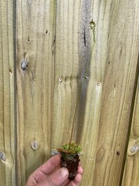 Drosera Spatulata Starter Plant (ALL STARTER PLANTS require you to purchase 2 plants!)
