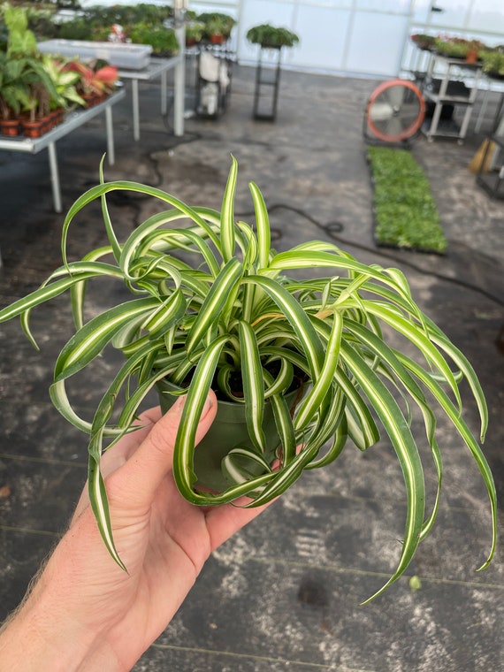 Curly Spider Plant bonnie 4pot (ALL PLANTS Require You to Purchase 2  Plants!) - Etsy