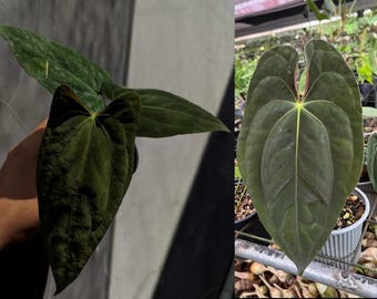 Anthurium Papillilaminum Fort Sherman X ( FS X Ralph Lynam), Exact