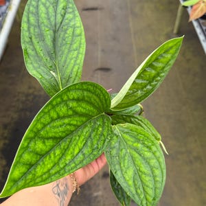 May include: A close-up of a vibrant green plant with large, textured leaves. The leaves have a prominent vein pattern and are slightly wet, suggesting recent watering. The plant is held in a hand, showcasing its size and detail. The plant is a Monstera Peru.