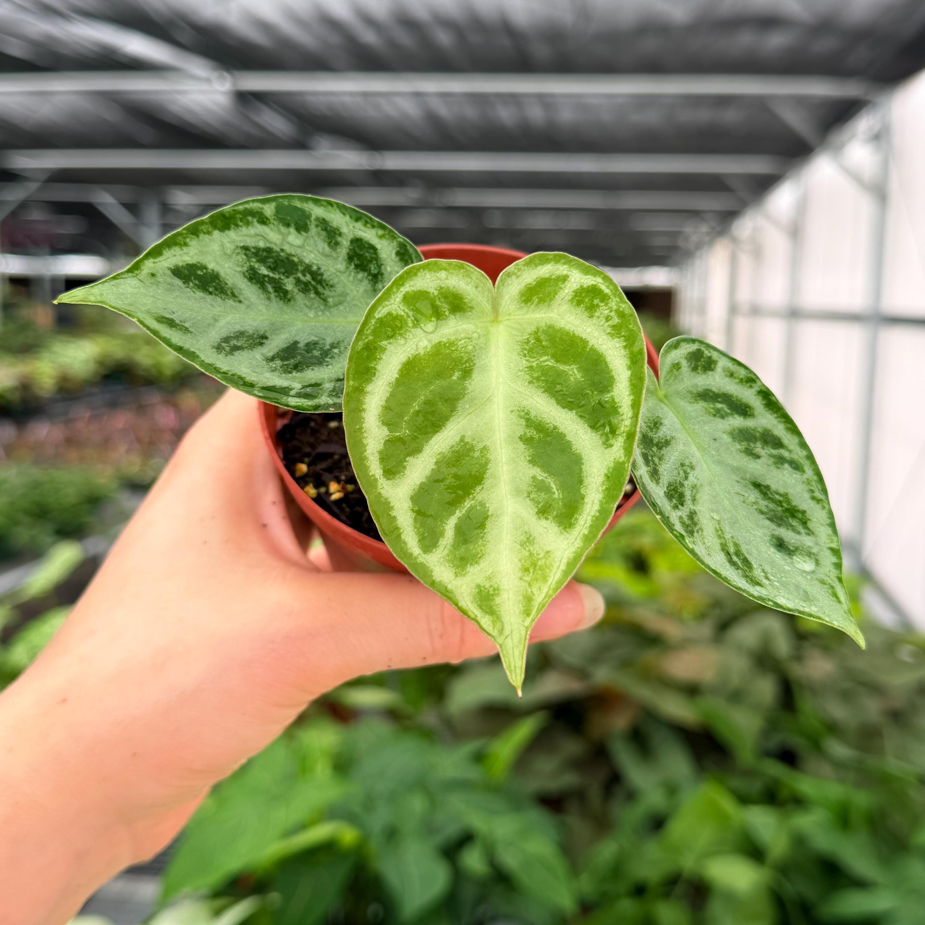 Exact Plant Anthurium Silver Chrome X Dorayaki Specific 4” Pot