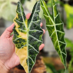 variegated Alocasia Polly aurea Starter Plant (ALL STARTER PLANTS require you to purchase 2 plants!)