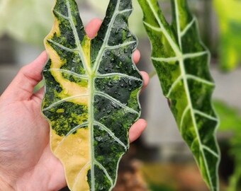 variegated Alocasia Polly aurea Starter Plant (ALL STARTER PLANTS require you to purchase 2 plants!)