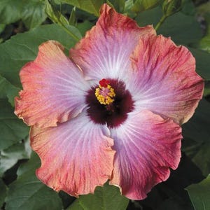 May include: A close-up of a hibiscus flower with layered petals. The flower has a dark burgundy center with yellow stamens and a red stigma. The petals transition from light pink to a darker pink and peach color.