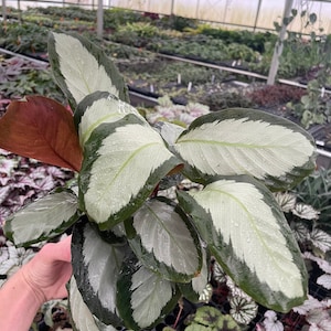 Calathea Royal Standard - Etsy