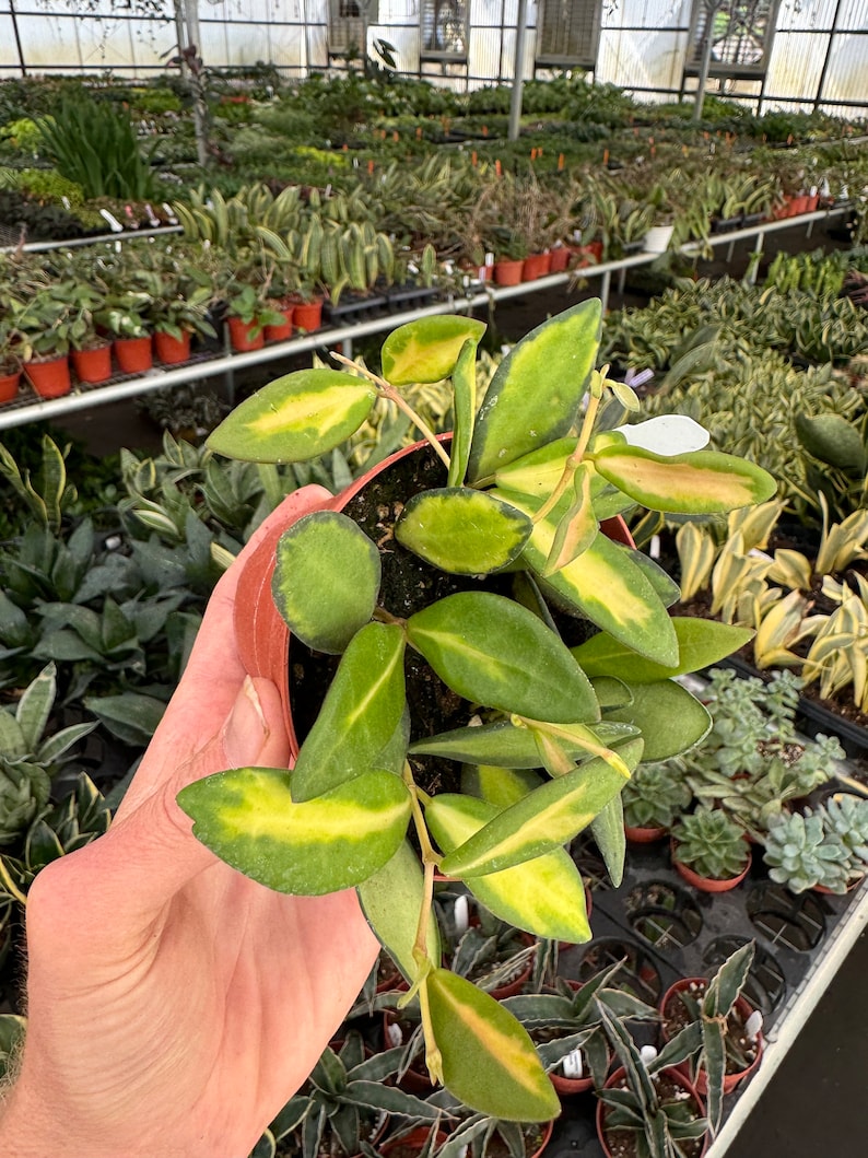 Hoya DS-70 variegated - Thumbnail 3