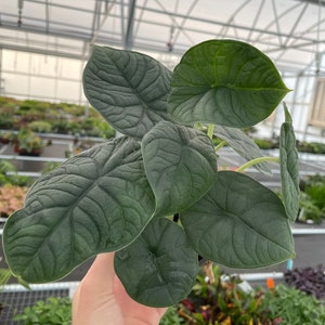 Alocasia melo rugosa 4” pot (ALL PLANTS require you to purchase 2 plants!)