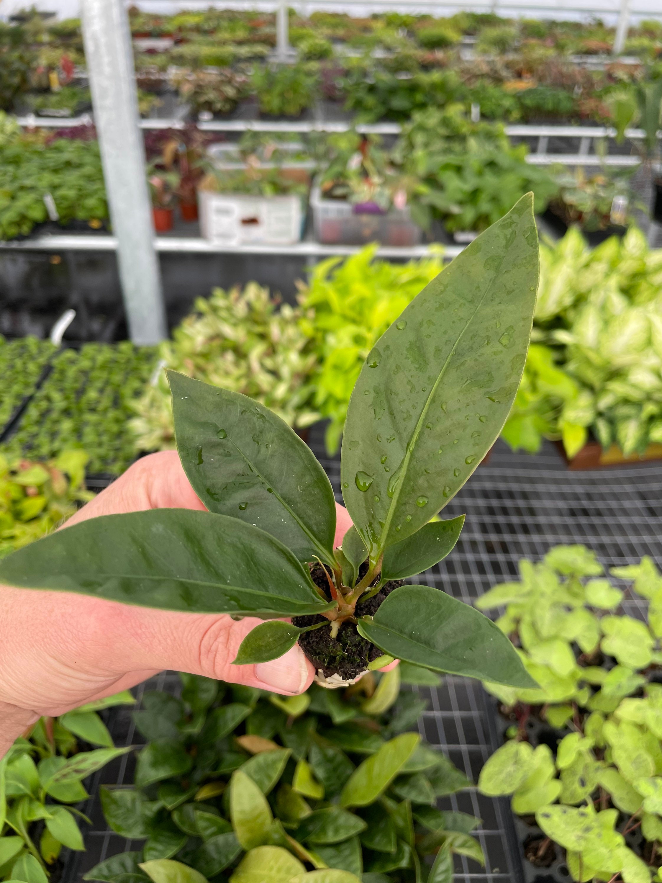 Anthurium Superbum Spectacular Patent Leather Leaves Aka Bird'S Nest