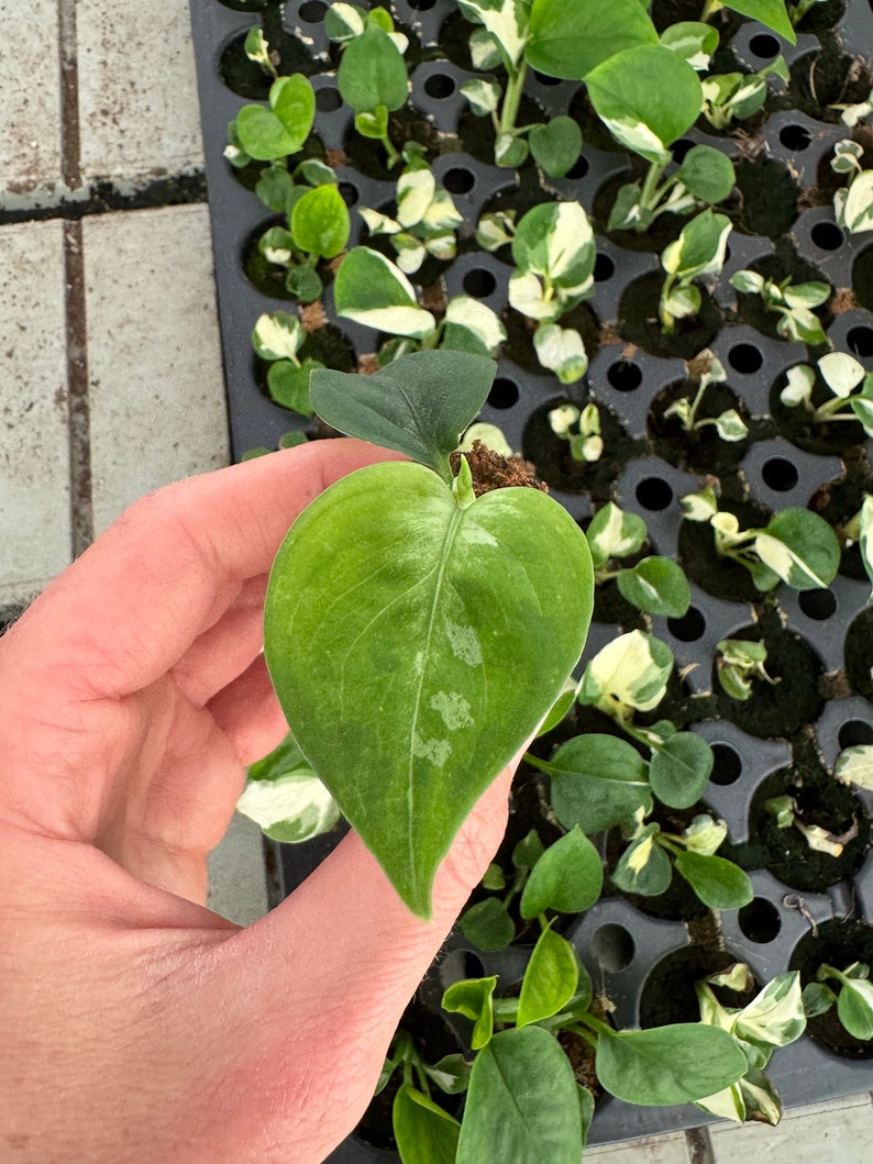 Aglaonema pictum tricolor Starter Plant ALL STARTER PLANTS require you to purchase 2 plants image 3