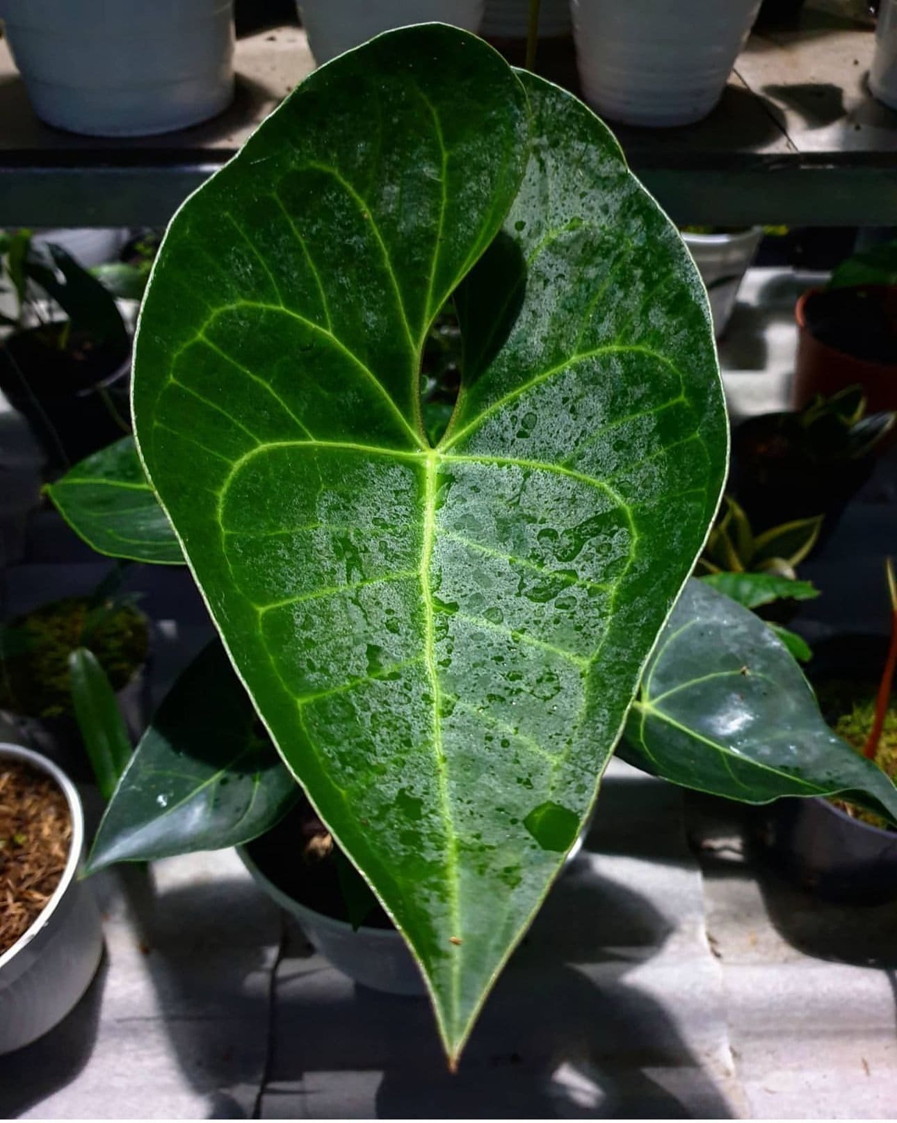 Anthurium Clarinervium X Bintang Kejora Starter Plant (ALL STARTER