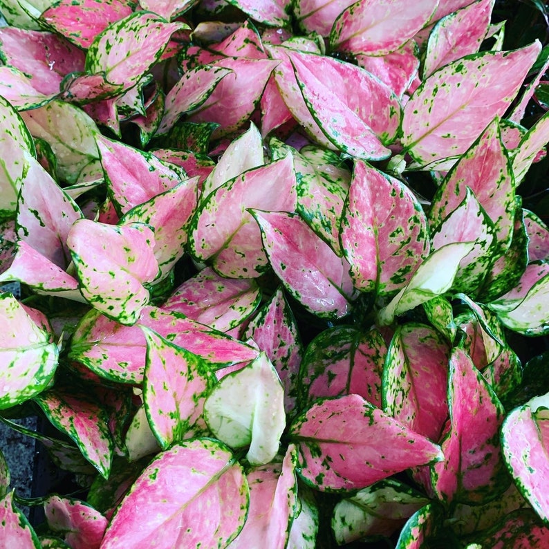 Aglaonema Lucky Red Chinese evergreen Starter Plant ALL | Etsy