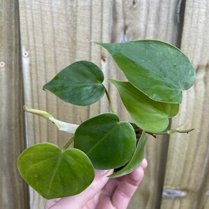 Philodendron hederaceum heart leaf Starter Plant ALL STARTER PLANTS require you to purchase 2 plants image 8