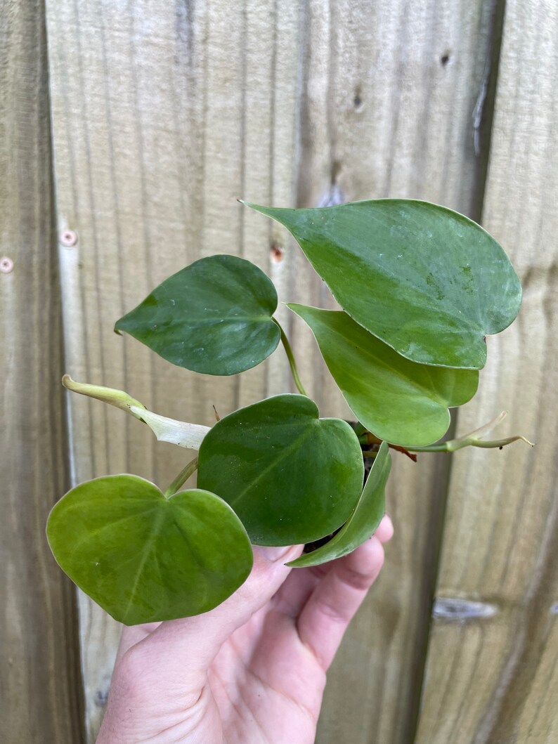 Philodendron hederaceum heart leaf Starter Plant ALL STARTER PLANTS require you to purchase 2 plants image 8