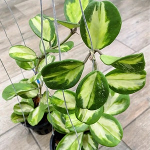 Hoya obovata variegated Starter Plant (ALL STARTER PLANTS require you to purchase 2 plants!)