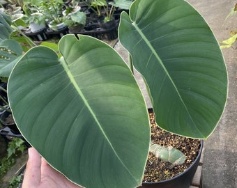 rhaphidophora megaphylla starter Plant (ALL STARTER PLANTS require you to purchase 2 plants!)