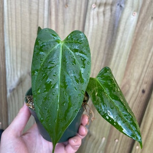 Anthurium Subsignatum x RVDP 分け株 Anthurium Subsignatum x RVDP (Flat Sinus) 5