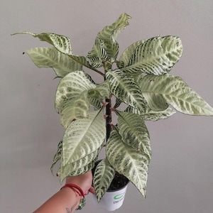 Aphelandra dania blizzard Starter Plant (ALL STARTER PLANTS require you to purchase 2 plants!)