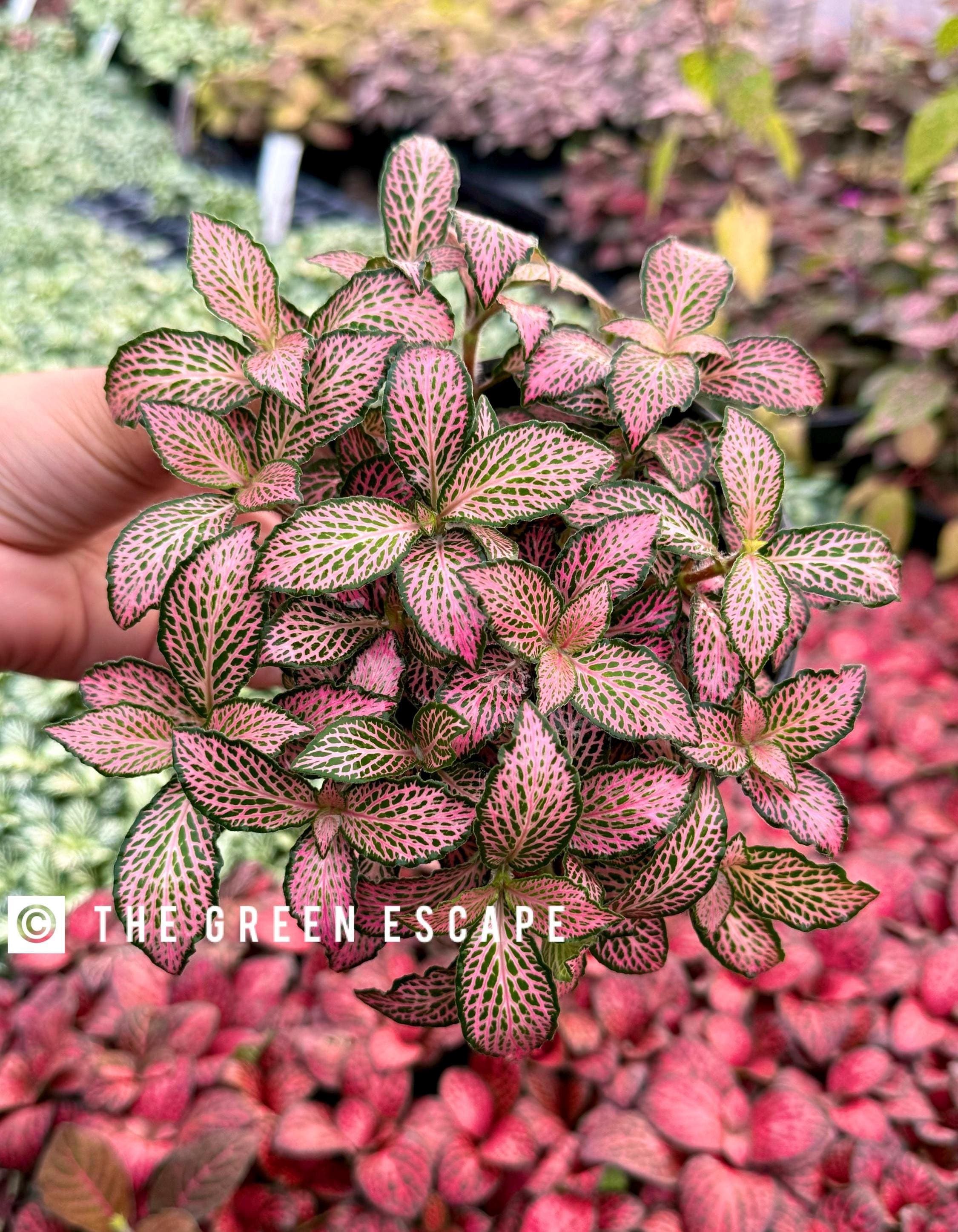 Fittonia 'pink Forest Flame' 4” Pot (ALL PLANTS Require You to