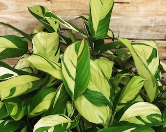 Calathea pilosa Starter Plant (ALL STARTER PLANTS require you to purchase 2 plants!)