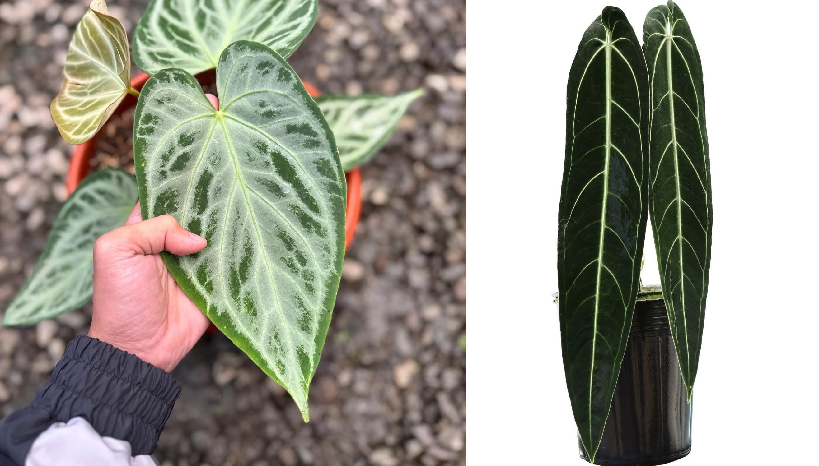 Seed Grown Anthurium Silver Butterfly X Warocqueanum Starter Plant