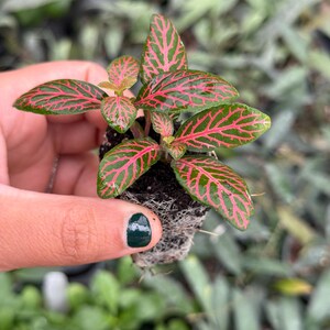 Puede incluir: Una peque&ntilde;a planta de interior roja y verde con una hoja de patr&oacute;n rojo y verde. La planta est&aacute; en una maceta peque&ntilde;a y tiene ra&iacute;ces visibles.