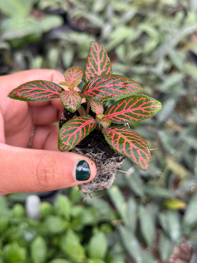 Puede incluir: Una peque&ntilde;a planta de interior roja y verde con una hoja de patr&oacute;n rojo y verde. La planta est&aacute; en una maceta peque&ntilde;a y tiene ra&iacute;ces visibles.