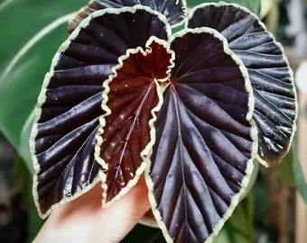 Begonia darthvaderiana Tissue Culture (ALL PLANTS require you to purchase 2 plants!)