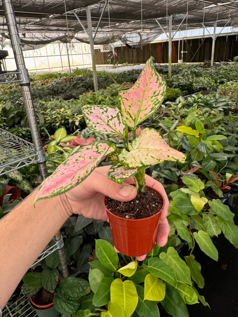 TheGreenEscape Aglaonema Wishes - Thumbnail 5
