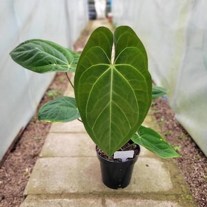 Anthurium dark phoenix x crystallinum dark form  Starter Plant (ALL STARTER PLANTS require you to purchase 2 plants!)