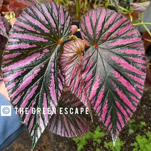 Begonia brevirimosa subsp. Exotica Starter Plant (ALL STARTER PLANTS require you to purchase 2 plants!)