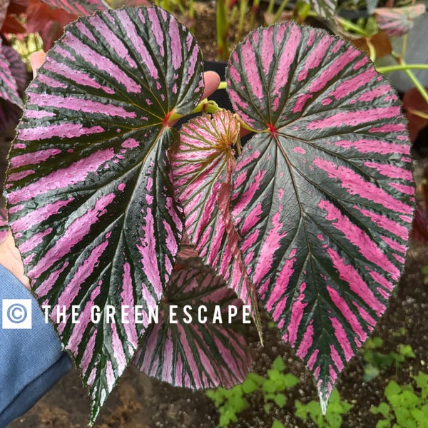 Begonia brevirimosa Exotica Starter Plant (ALL STARTER PLANTS require you to purchase 2 plants!)