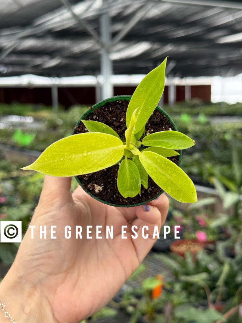 TheGreenEscape Philodendron Imperial - Thumbnail 4