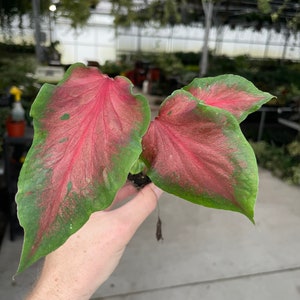 Caladium Thai pink Starter Plant (ALL STARTER PLANTS require you to purchase 2 plants!)