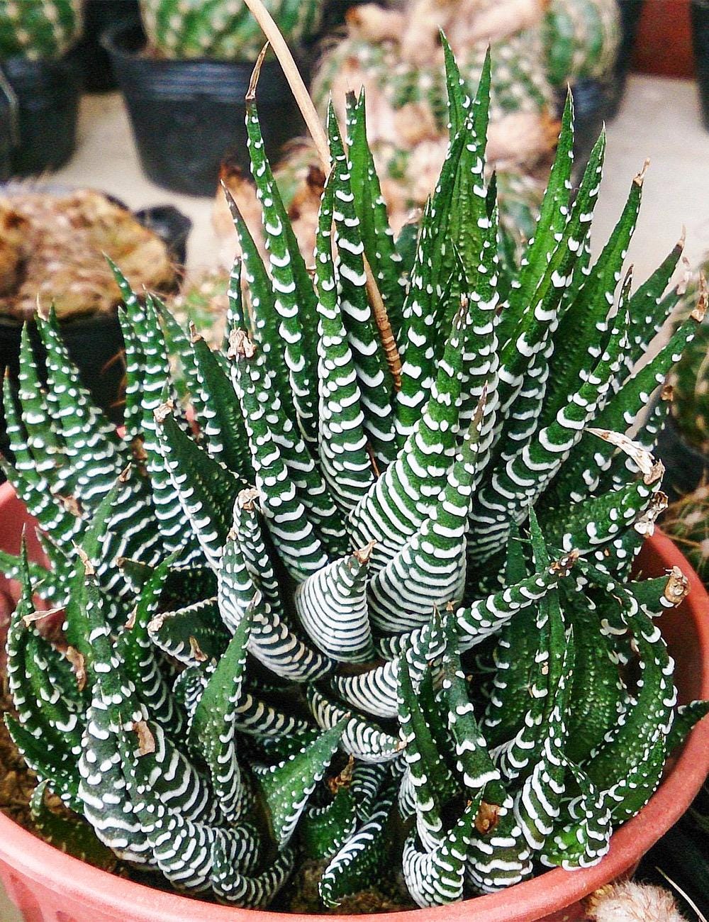 Haworthia Big Band Starter Plant (ALL STARTER PLANTS Require You to  Purchase 2 Plants!) - Etsy