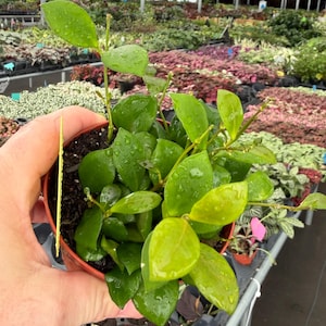 May include: A small potted plant with vibrant green leaves, showcasing a lush, healthy appearance. The leaves are wet, suggesting recent watering. The plant is in a brown pot, and the background shows a greenhouse setting with other plants.