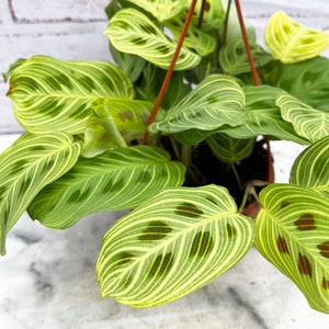 maranta fantasy light veins Starter Plant (ALL STARTER PLANTS require you to purchase 2 plants!)