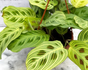 maranta fantasy light veins Starter Plant (ALL STARTER PLANTS require you to purchase 2 plants!)