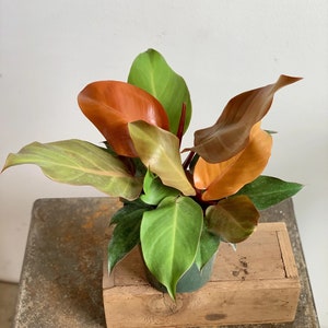 Philodendron prince of orange Starter Plant (ALL STARTER PLANTS require you to purchase 2 plants!)