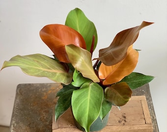 Philodendron prince of orange Starter Plant (ALL STARTER PLANTS require you to purchase 2 plants!)