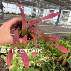 May include: A potted plant with long, vibrant pink leaves and stems. The plant is in a small brown pot, and the text "THE GREEN ESCAPE" is visible in the lower left corner. The background shows other plants in a greenhouse setting.