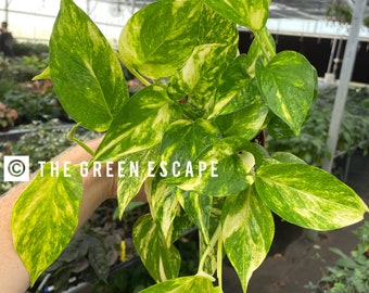 Golden pothos 4” pot (ALL PLANTS require you to purchase 2 plants!)