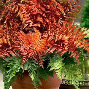 May include: A terracotta pot overflowing with vibrant ferns. The upper portion features fiery orange-red fronds, while the lower section showcases lush green foliage. The plant is set on a wooden surface, creating a natural aesthetic.