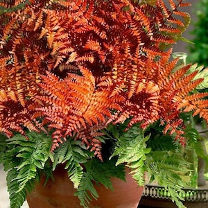 Brilliance autumn fern Starter Plant (ALL STARTER PLANTS require you to purchase 2 plants!)