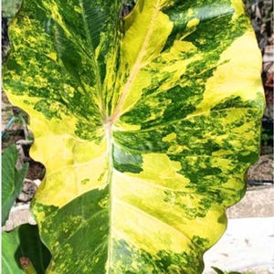 Colocasia jadeite Starter Plant (ALL STARTER PLANTS require you to purchase 2 plants!)