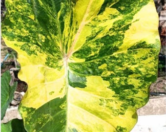 Colocasia jadeite Starter Plant (ALL STARTER PLANTS require you to purchase 2 plants!)